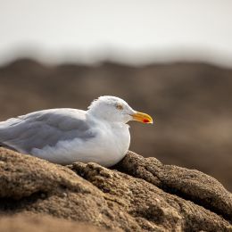a7574