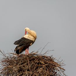 a9695
